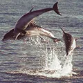 Seal & Dolphin Cruise