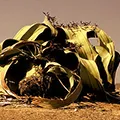 Welwitschia Tour